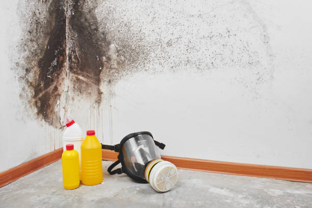 Best Toxic Mold Removal  in Penns Grove, NJ