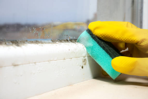 Best Mold Removal Process  in Penns Grove, NJ