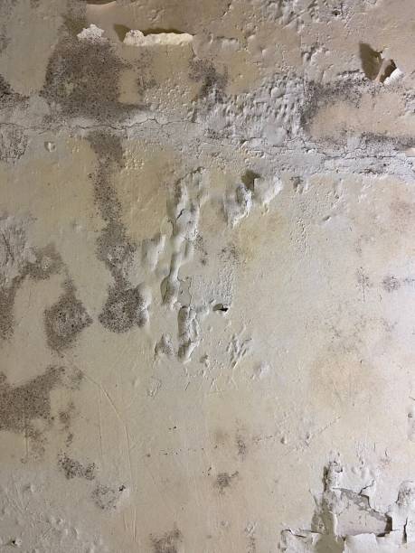Best Home Mold Removal  in Penns Grove, NJ