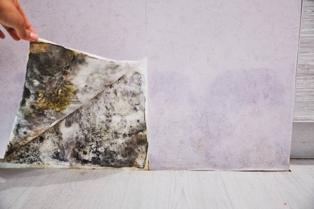 Best Black Mold Removal  in Penns Grove, NJ